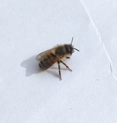 Osmia cornifrons