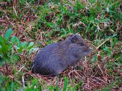 Cavia aperea anolaimae