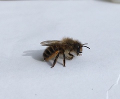 Osmia cornifrons