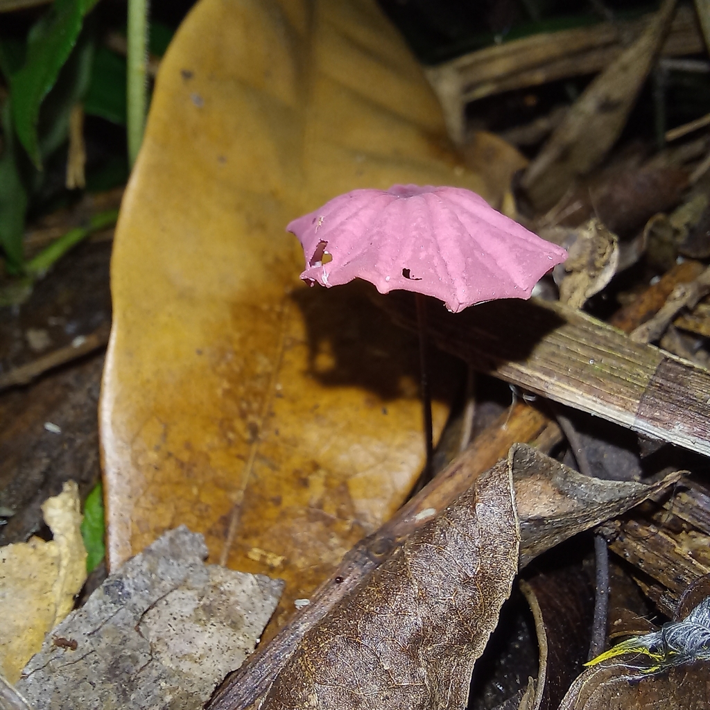 Marasmius haematocephalus · April 2024 · photo: © patricia_mees (iNaturalist, cc-by)