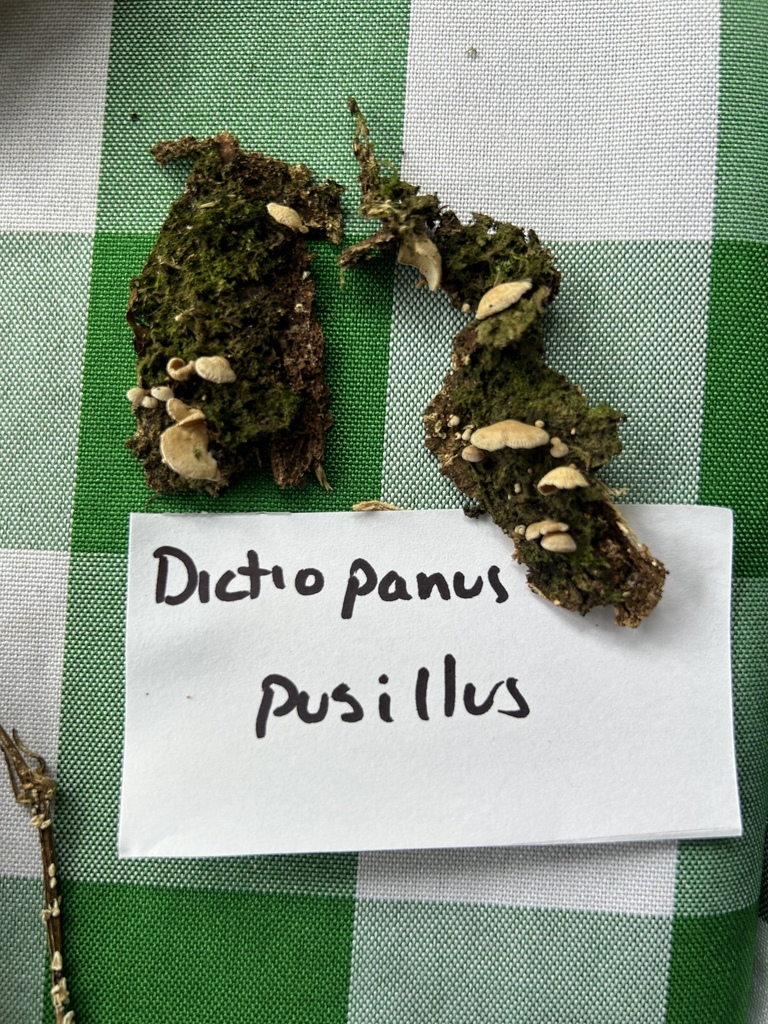Panellus pusillus · April 2024 · photo: © martin_livezey (iNaturalist, cc-by)