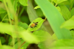Pterallastes thoracicus