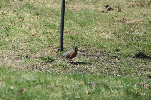 American Robin
