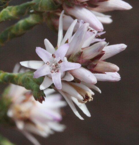 Andersonia carinata