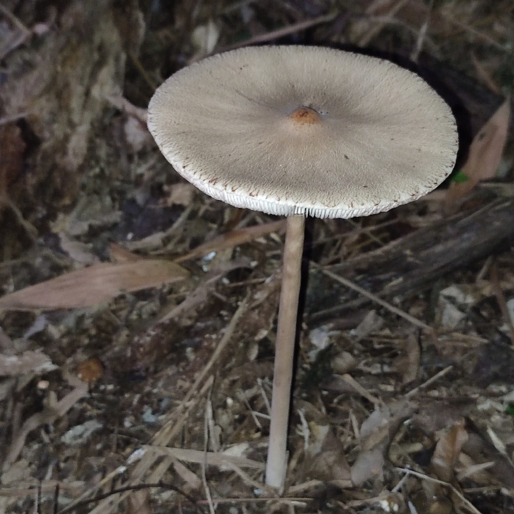 Macrolepiota capelariae · April 2024 · photo: © kyheco (iNaturalist, cc-by)