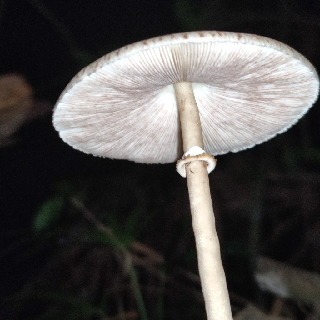 Macrolepiota capelariae · April 2024 · photo: © kyheco (iNaturalist, cc-by)