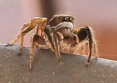 Habronattus cuspidatus