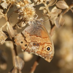 Paramacera xicaque xicaque
