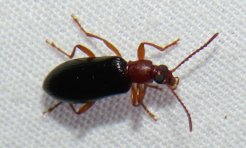 Statira liebecki
