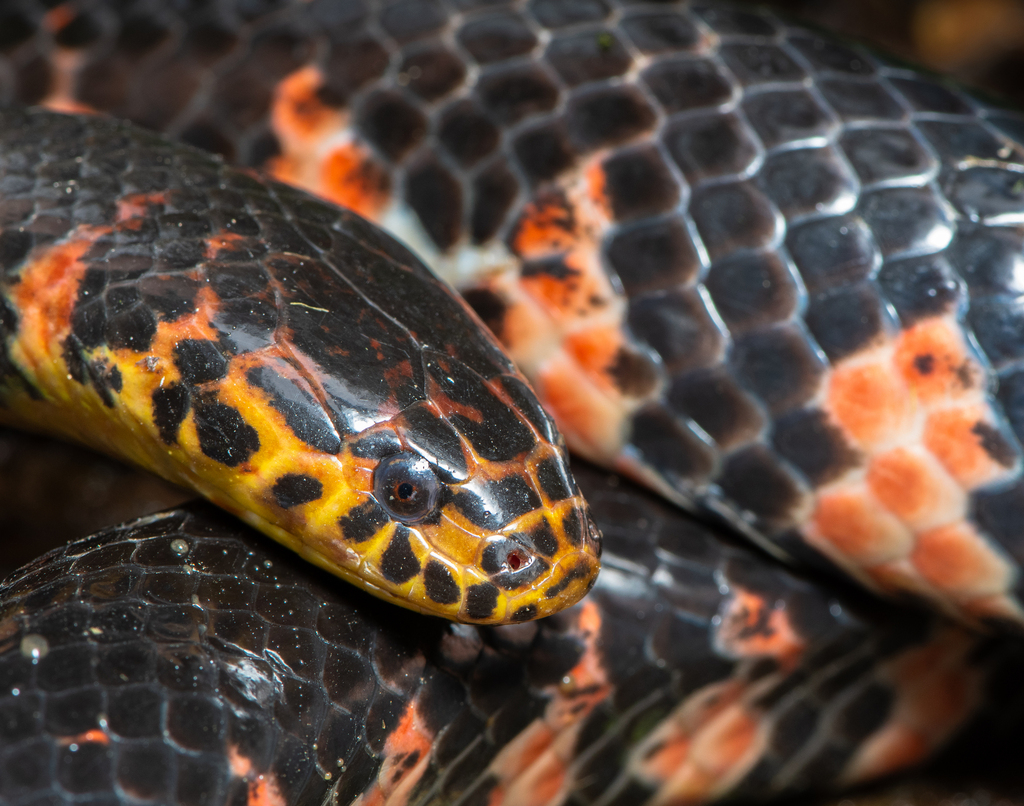 Mud Snake