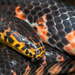 Mudsnake - Photo (c) shreyes, some rights reserved (CC BY-NC)