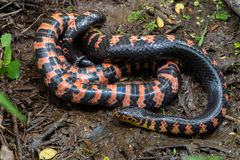 Mud Snake photo 3