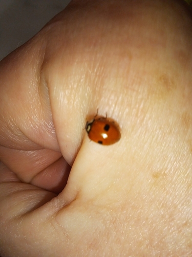 Two-spotted Lady Beetle photographed in South Dakota