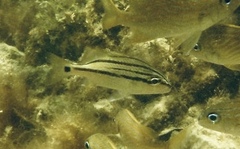 Haemulinae