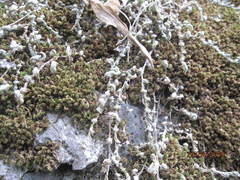 Selaginella sellowii
