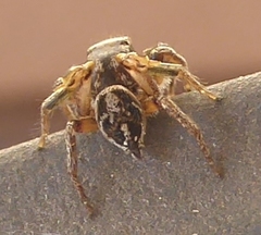 Habronattus cuspidatus