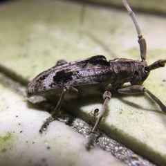 Blepephaeus succinctor