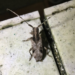 Blepephaeus succinctor