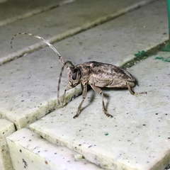 Blepephaeus succinctor