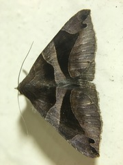 Bastilla arcuata