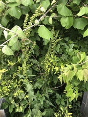 Rumex altissimus