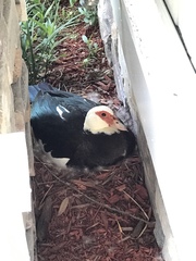 Cairina moschata domestica