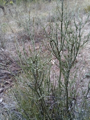 Acanthothamnus aphyllus