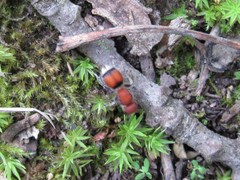 Pseudomethoca simillima