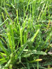 Poaceae