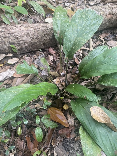 Foto de Flor-morcego