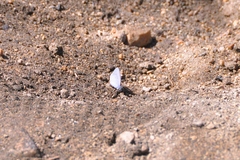 Celastrina echo
