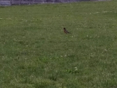 Turdus migratorius