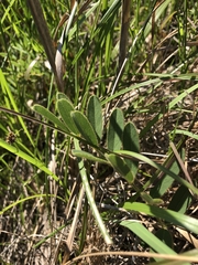 Tephrosia onobrychoides