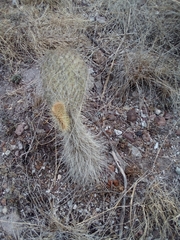 Opuntia leucotricha