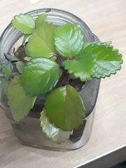 Tracheophyta
