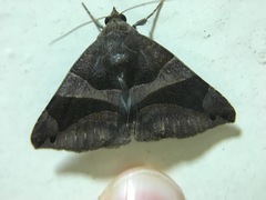 Bastilla arcuata