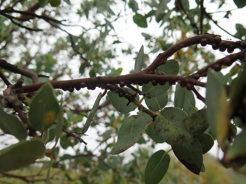 Coccidae