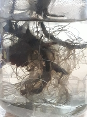Tracheophyta
