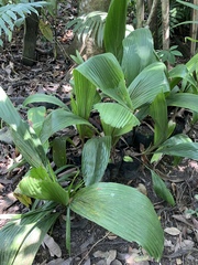 Astrocaryum mexicanum