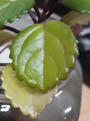 Tracheophyta
