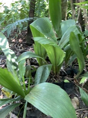 Astrocaryum mexicanum