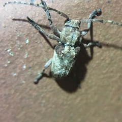 Pterolophia annulata