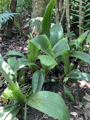 Astrocaryum mexicanum