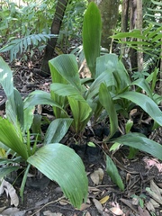 Astrocaryum mexicanum