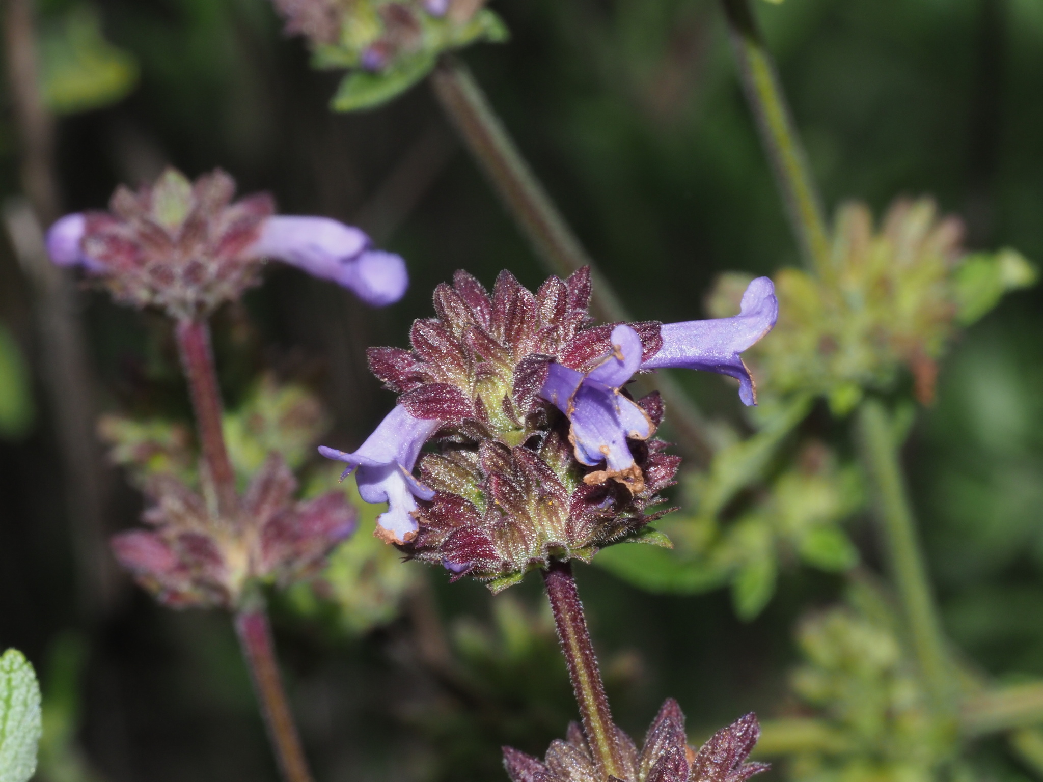 Salvia munzii
