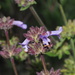 Salvia munzii - Photo (c) nathantay, algunos derechos reservados (CC BY-NC)