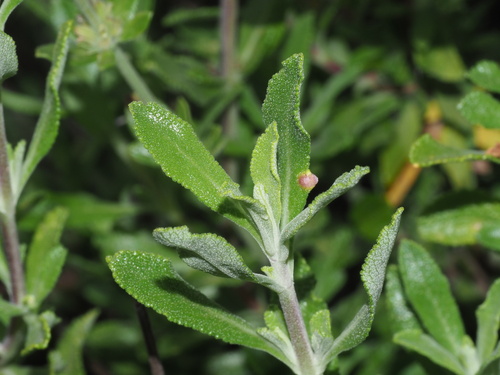 Munz's sage