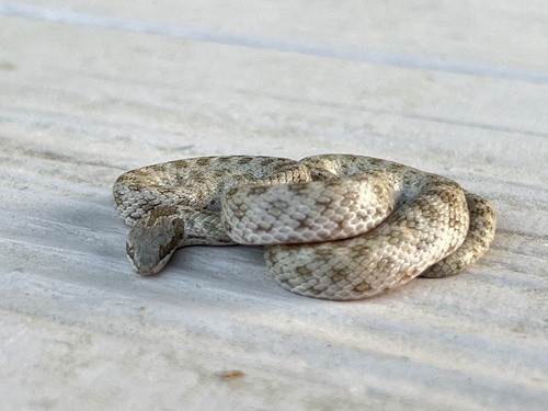 iNaturalist observation photo of Northern Desert Nightsnake
