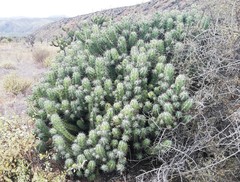 Myrtillocactus cochal