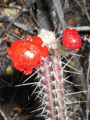 Corryocactus erectus